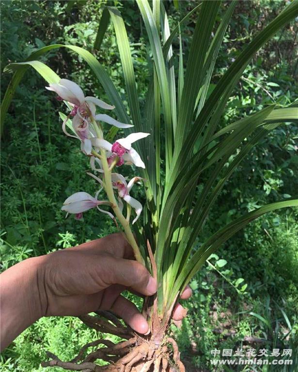 蕙兰白花红舌是不是药水草?