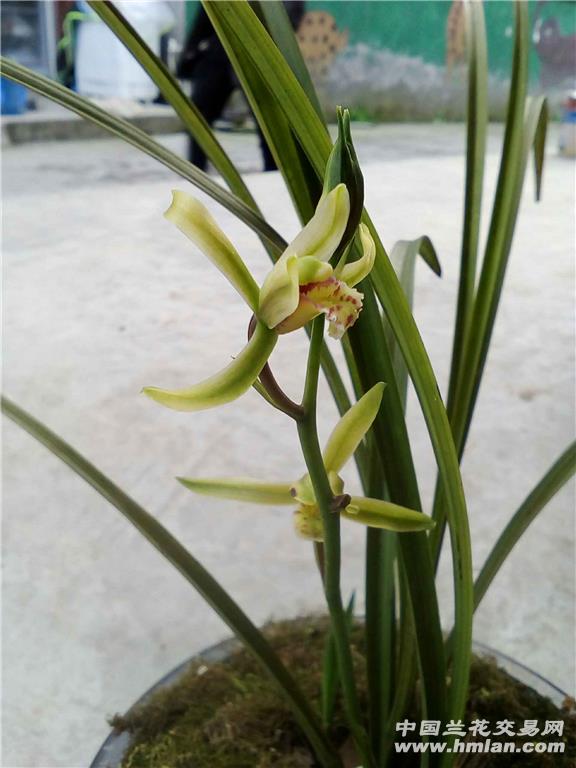 送春水晶花