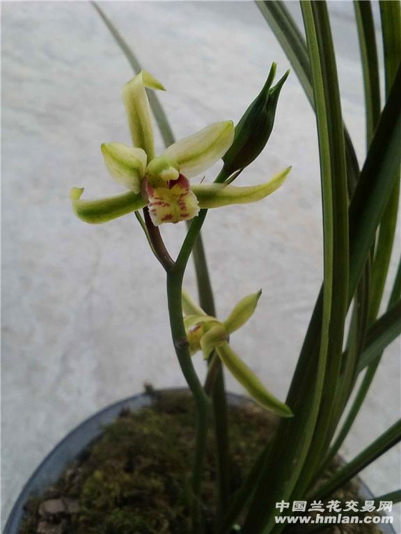 送春水晶花