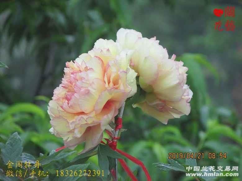 十年盆栽牡丹花金阁