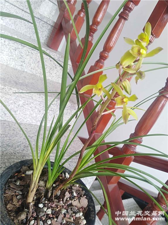 请问各位兰友这个花怎么样是普通惠兰吗?