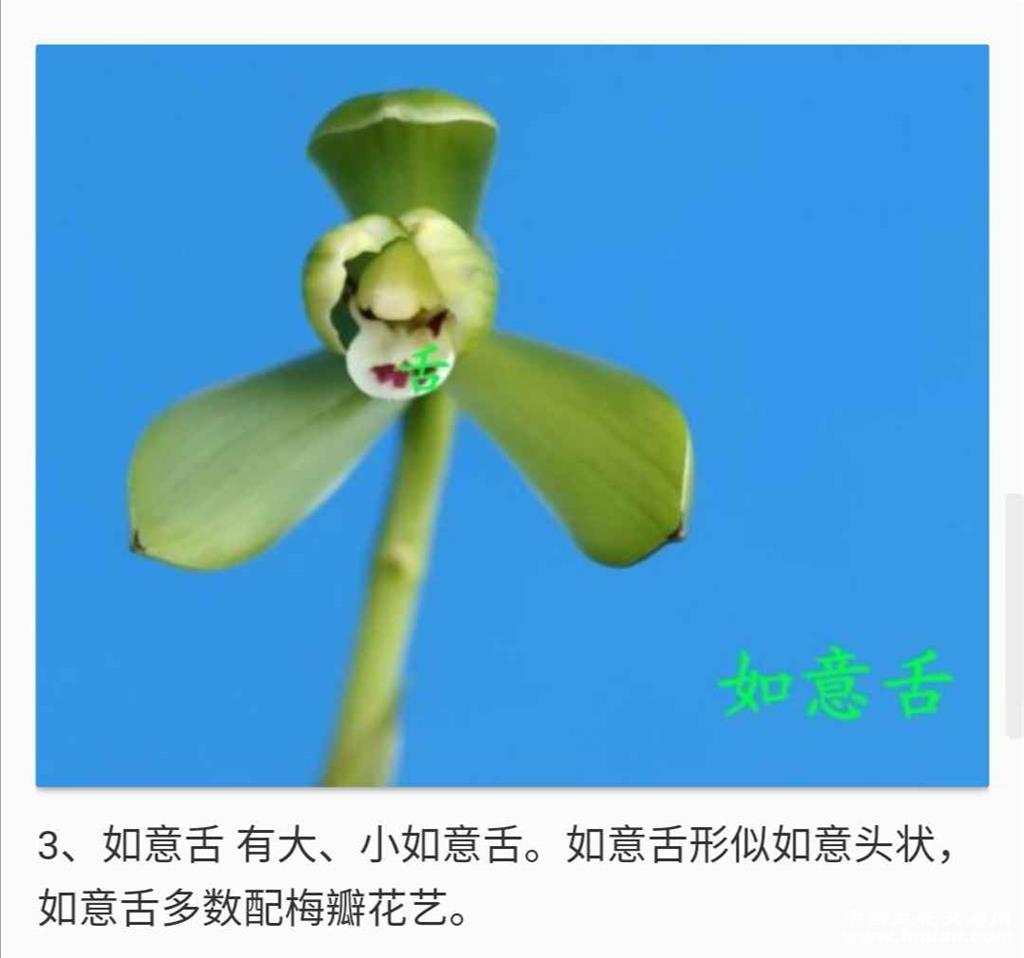兰花的常见舌瓣-春兰篇-中国兰花交易网社区