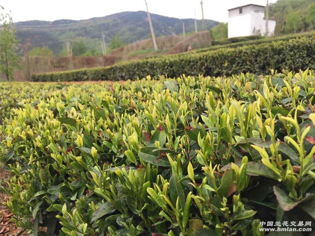 日照绿茶价格回落