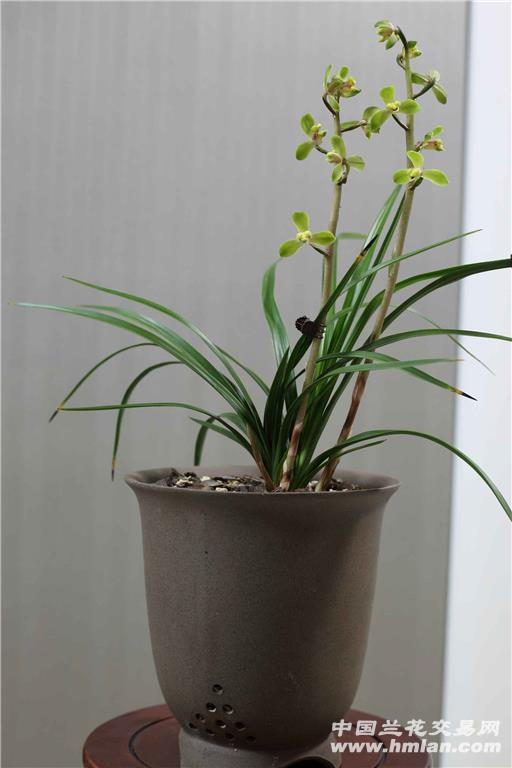 程梅2019花开存档