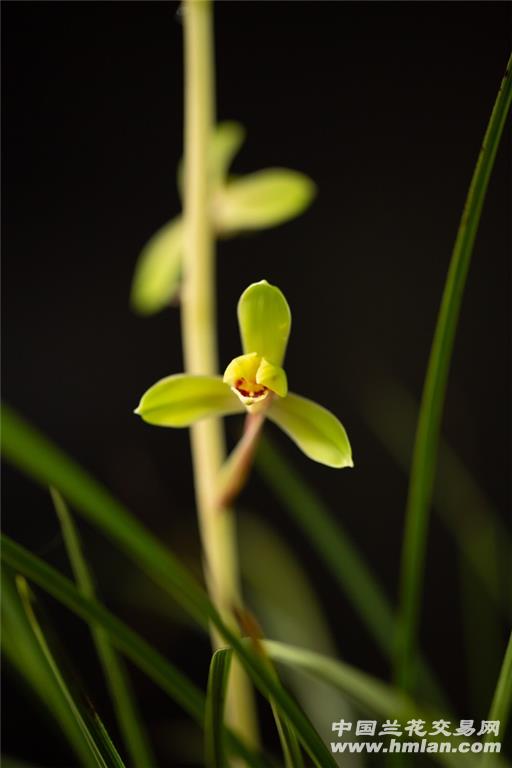 2019-大美端蕙梅!气质超凡