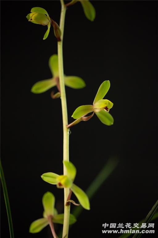 2019-大美端蕙梅!气质超凡