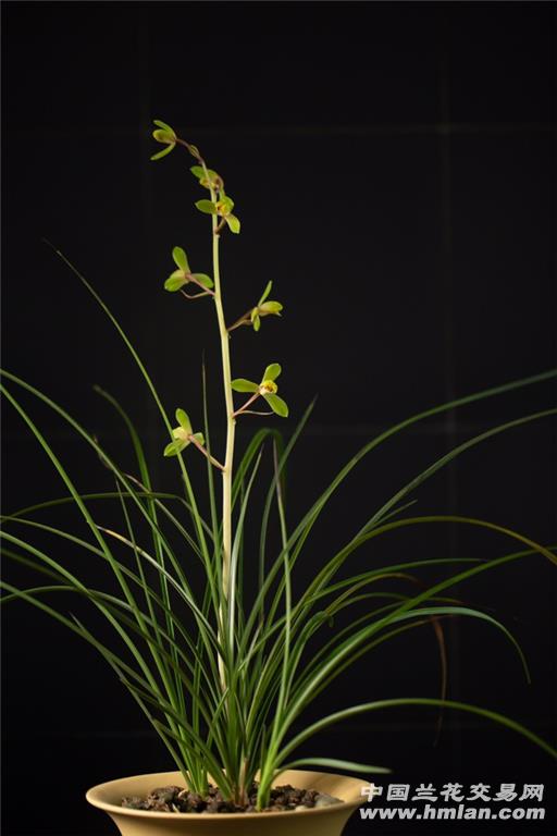 2019-大美端蕙梅!气质超凡