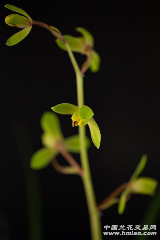 2019-大美端蕙梅!气质超凡