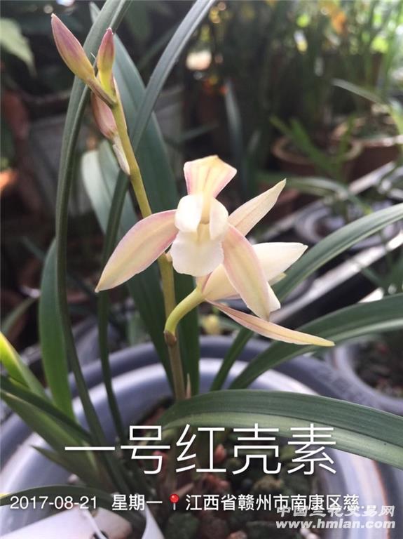 一号红壳素-建兰篇-中国兰花交易网社区