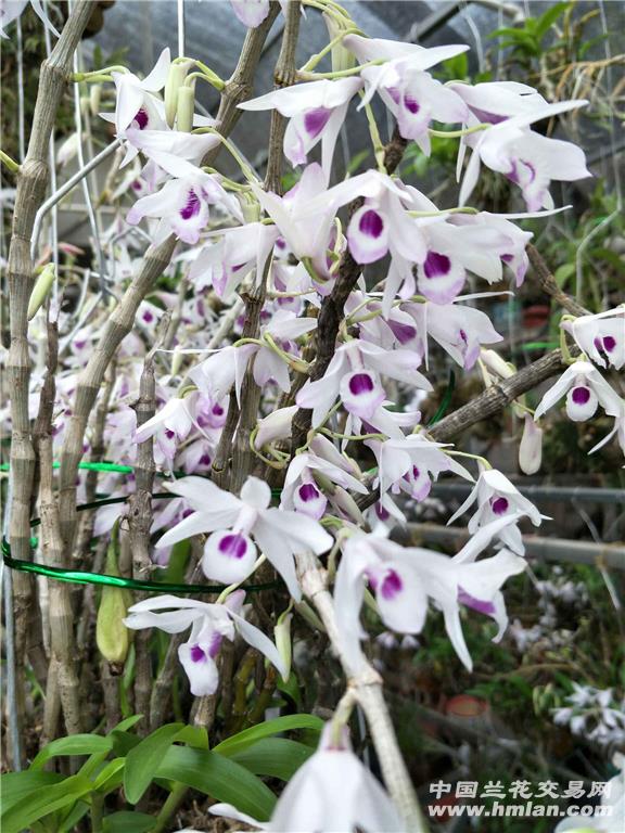 紫苑双色-石斛兰-中国兰花交易网社区