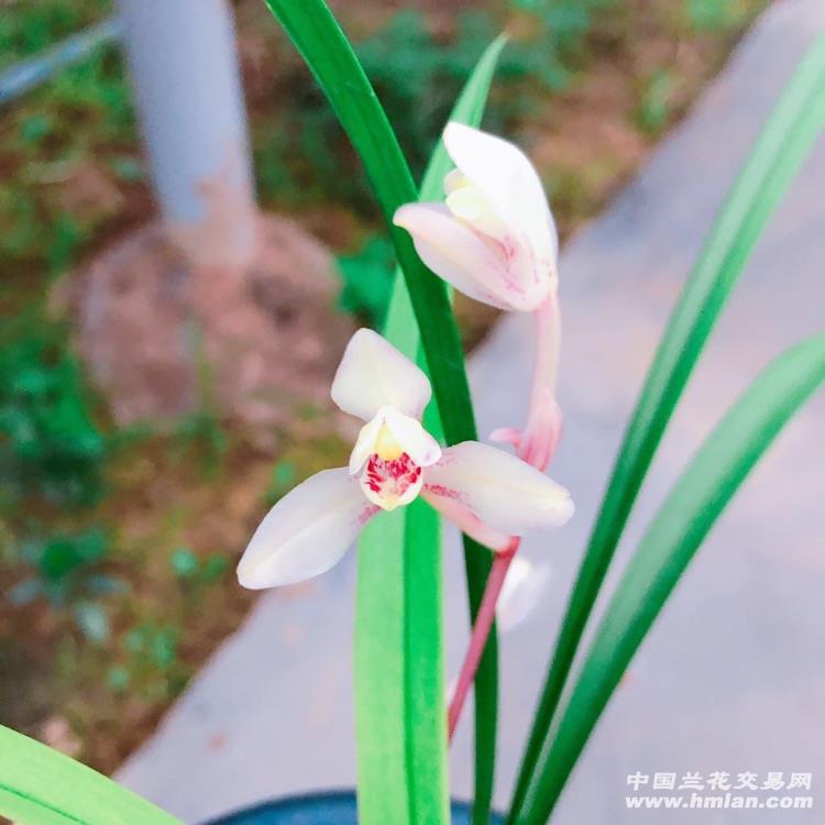 玉芙蓉-建兰篇-中国兰花交易网社区