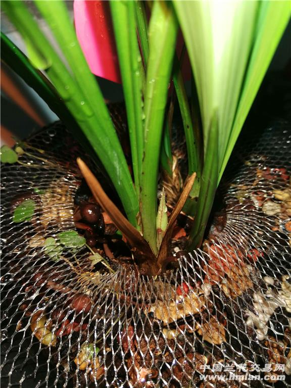 贵妃醉酒来花芽-建兰篇-中国兰花交易网社区