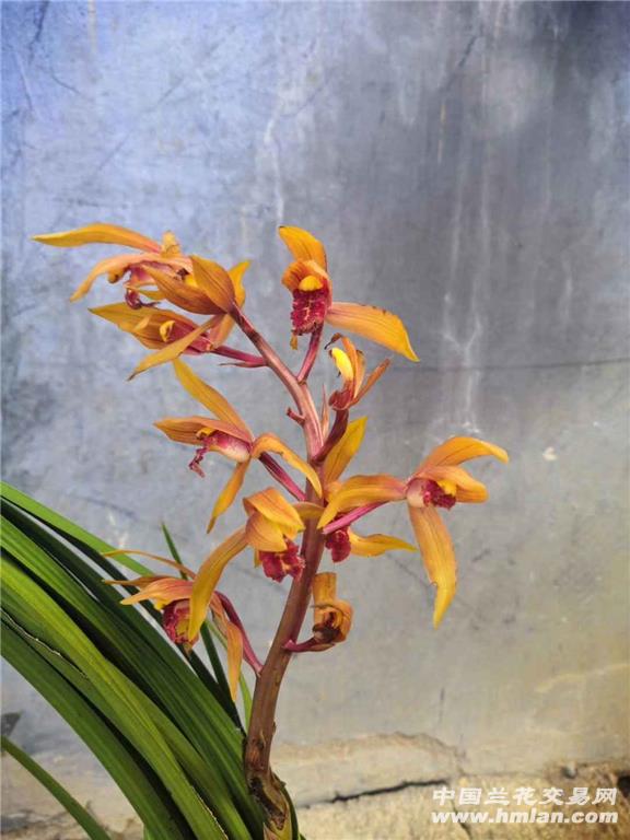 蕙兰色花