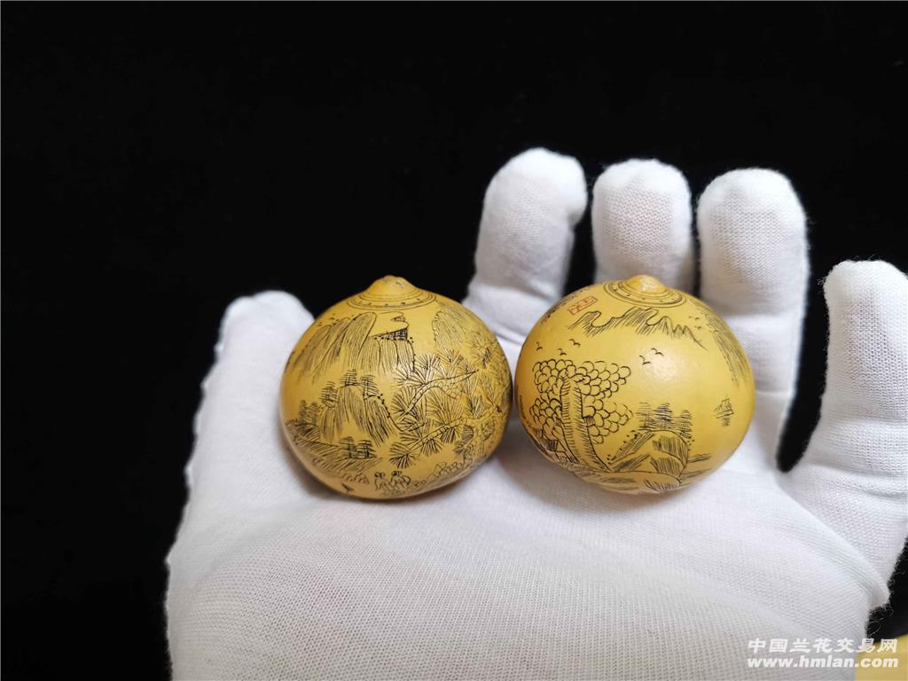 针刺葫芦 共赏