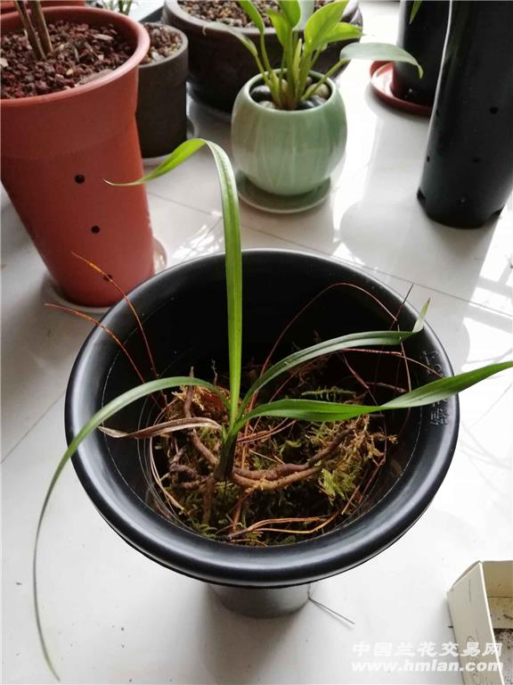 柳叶小草图片