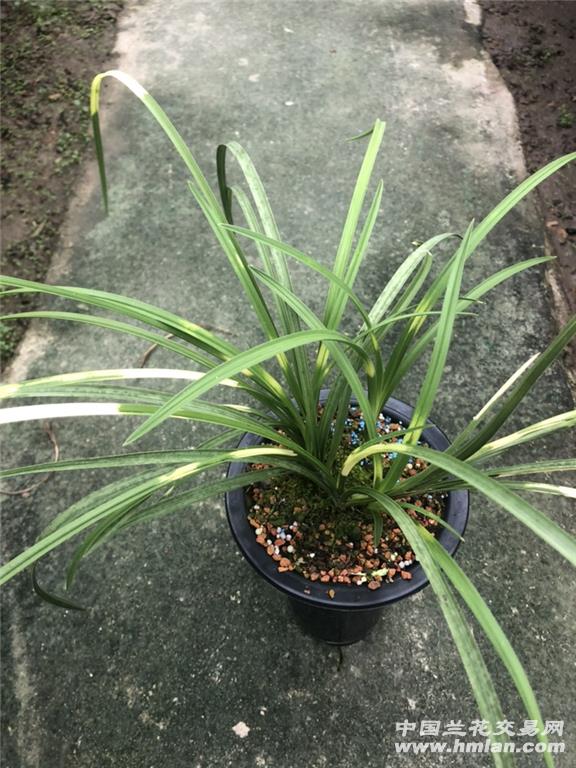 蕙兰虎斑黄龙云海