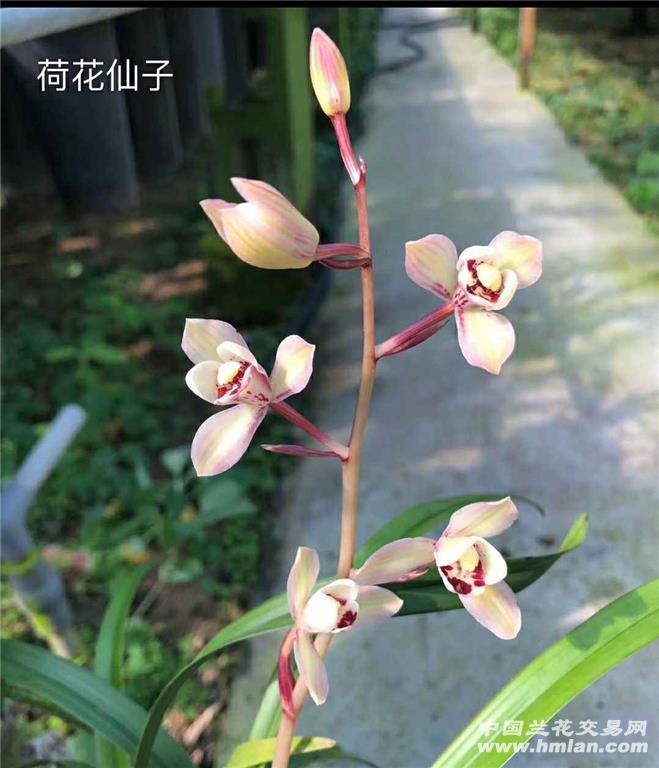 花仙子上花苞-建兰篇-中国兰花交易网社区