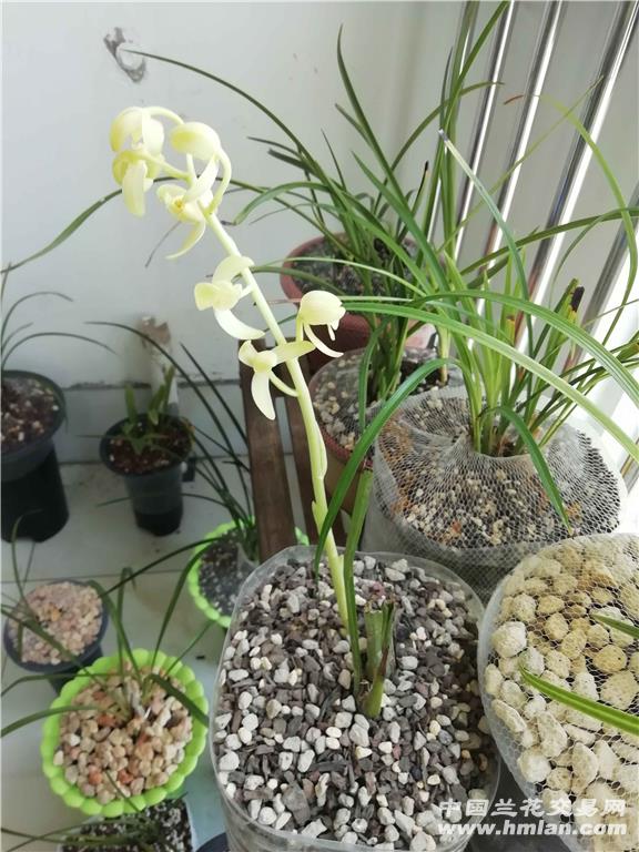 珍珠矮素花-兰花鉴辨-中国兰花交易网社区