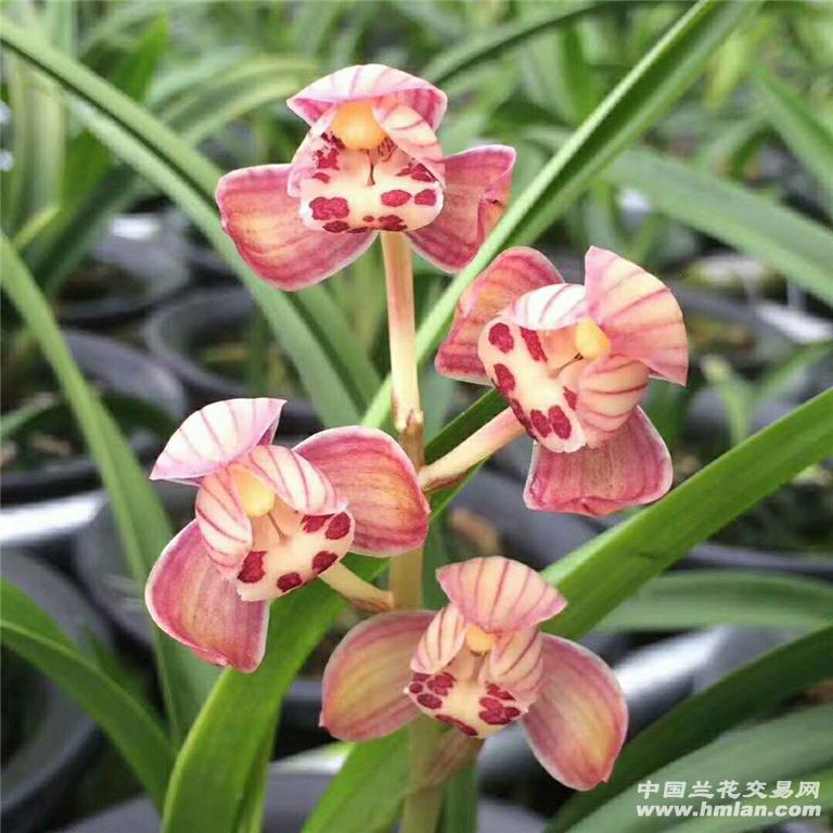 建兰红玉2019开品-建兰篇-中国兰花交易网社区
