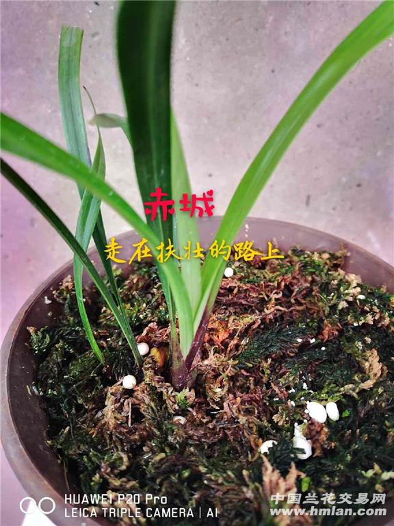 赤城-建兰篇-中国兰花交易网社区
