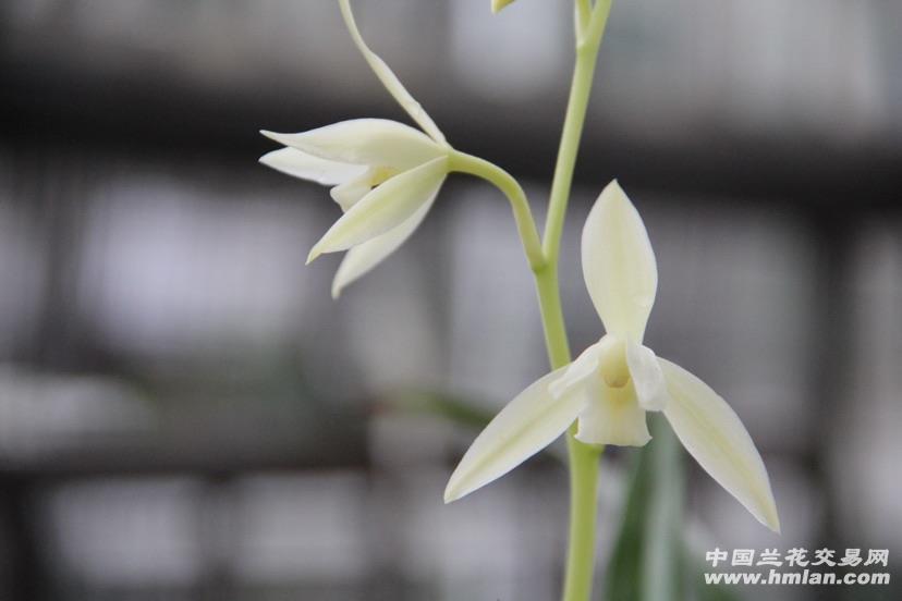 皓雪花开-建兰篇-中国兰花交易网社区