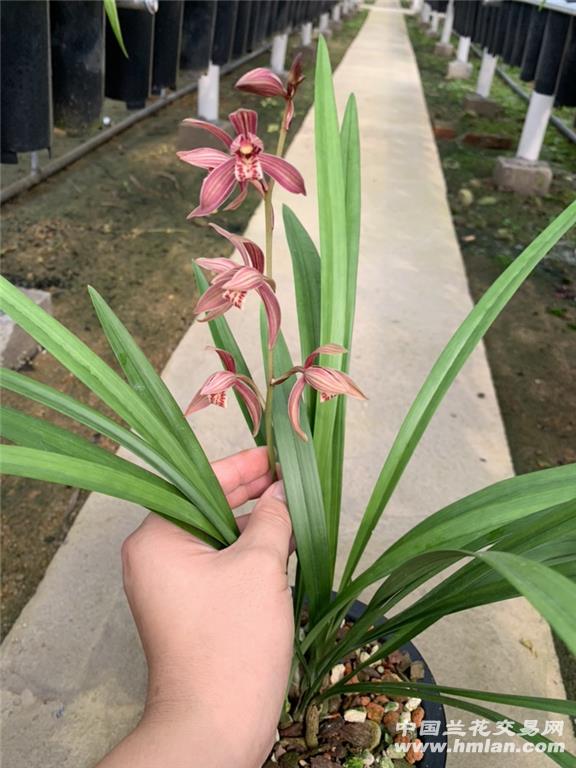 满堂红,今年第一次上花-建兰篇-中国兰花交易网社区