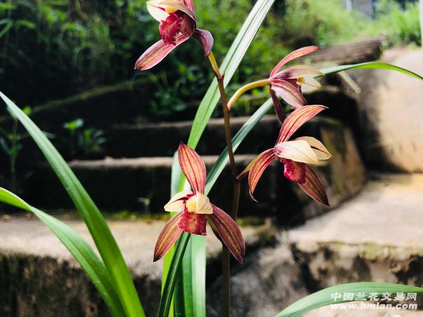 紫凝开花-建兰篇-中国兰花交易网社区