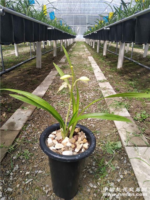 田黄玉(芽黄素-建兰篇-中国兰花交易网社区