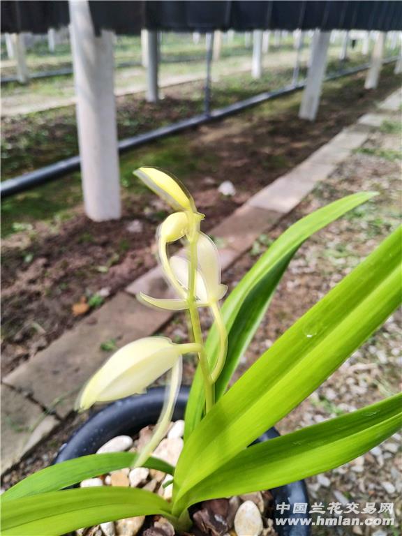 田黄玉(芽黄素-建兰篇-中国兰花交易网社区