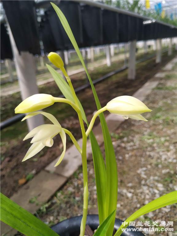 田黄玉(芽黄素-建兰篇-中国兰花交易网社区