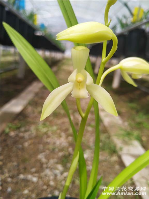 田黄玉(芽黄素-建兰篇-中国兰花交易网社区