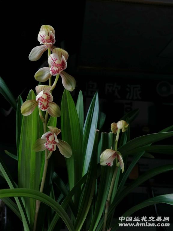 君荷-建兰篇-中国兰花交易网社区
