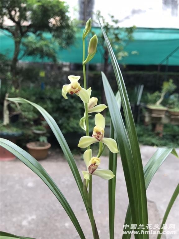 芽黄素 玉皇梅 富荷-建兰篇-中国兰花交易网社区