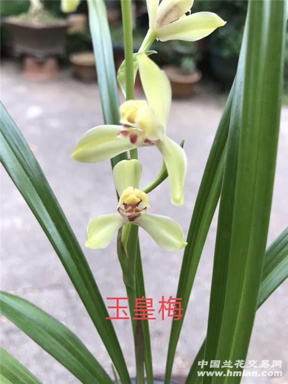 芽黄素 玉皇梅 富荷-建兰篇-中国兰花交易网社区