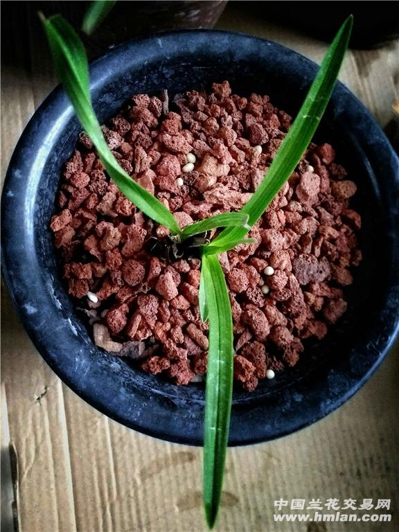 扭扭捏捏的样子,真的好丑