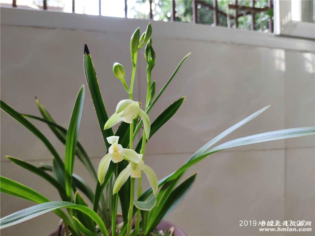 日月宝初开已盛开增加图片