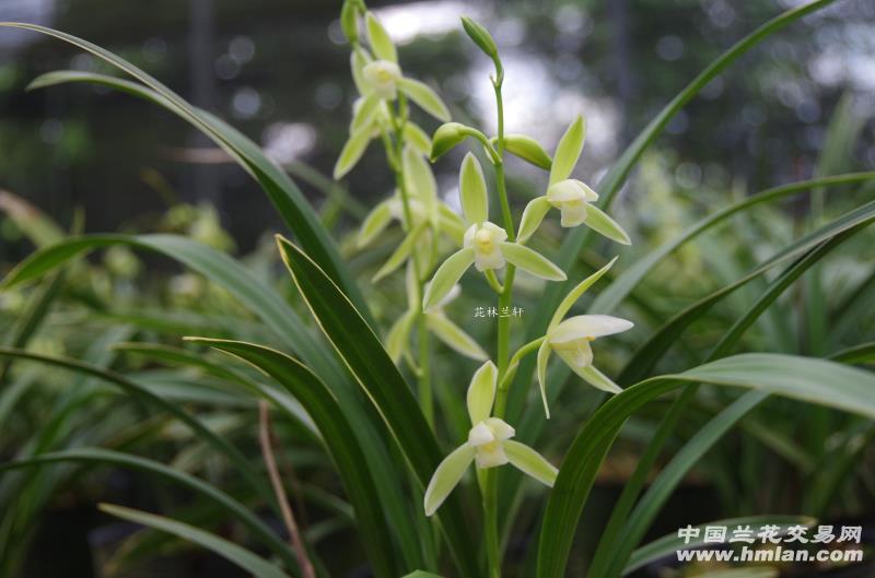 闻香佳品(玉女素-建兰篇-中国兰花交易网社区