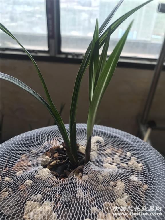 雪藏写到:   本人收藏的一颗中档次春兰原生种艺草 仅供观赏 不卖的兰