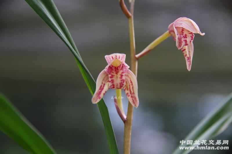 醉美四季兰(举国欢庆)-建兰篇-中国兰花交易网社区