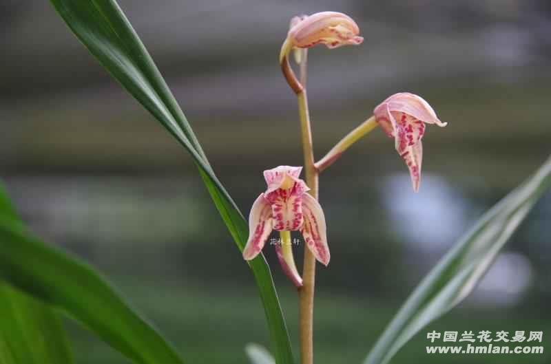 醉美四季兰(举国欢庆)-建兰篇-中国兰花交易网社区