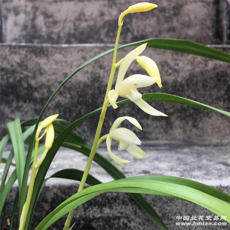 田黄玉(芽黄素)二度花开-建兰篇-中国兰花交易网社区