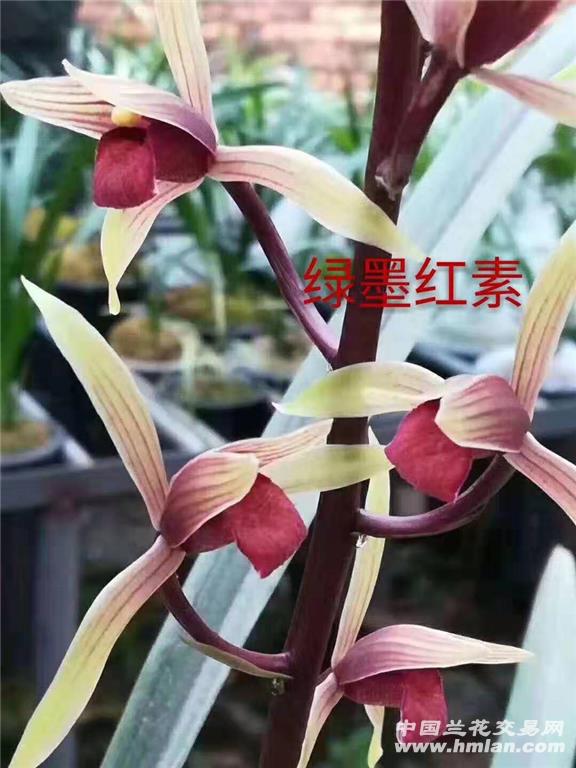 秋榜绿墨红素-秋榜篇-中国兰花交易网社区